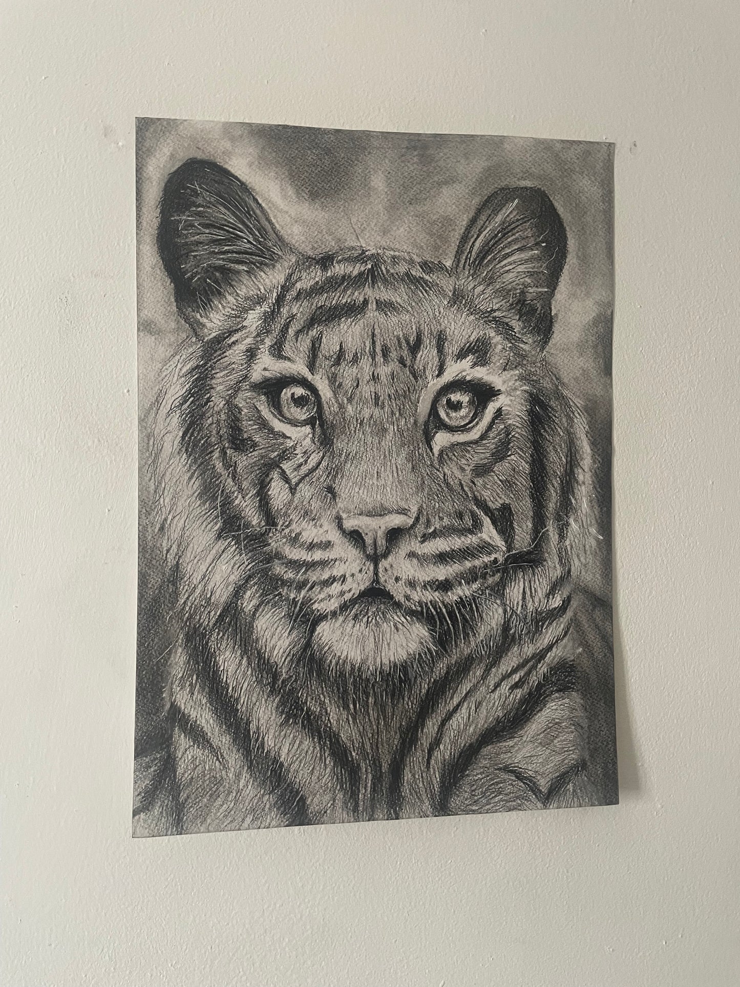 Original Charcoal tiger portrait