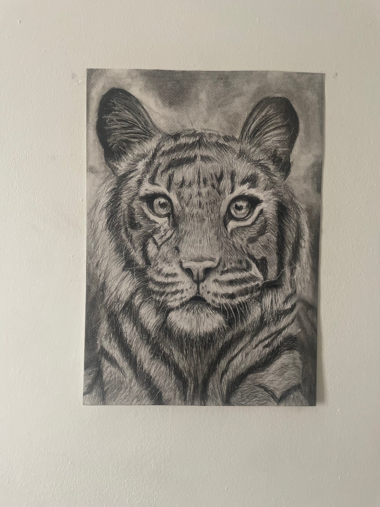 Original Charcoal tiger portrait